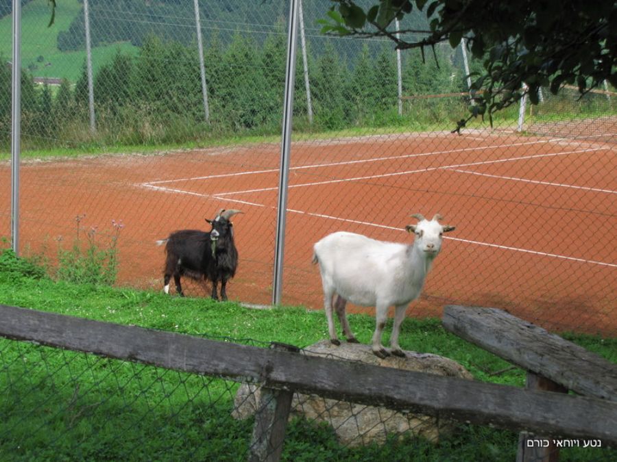ועיזים להנאת הילדים