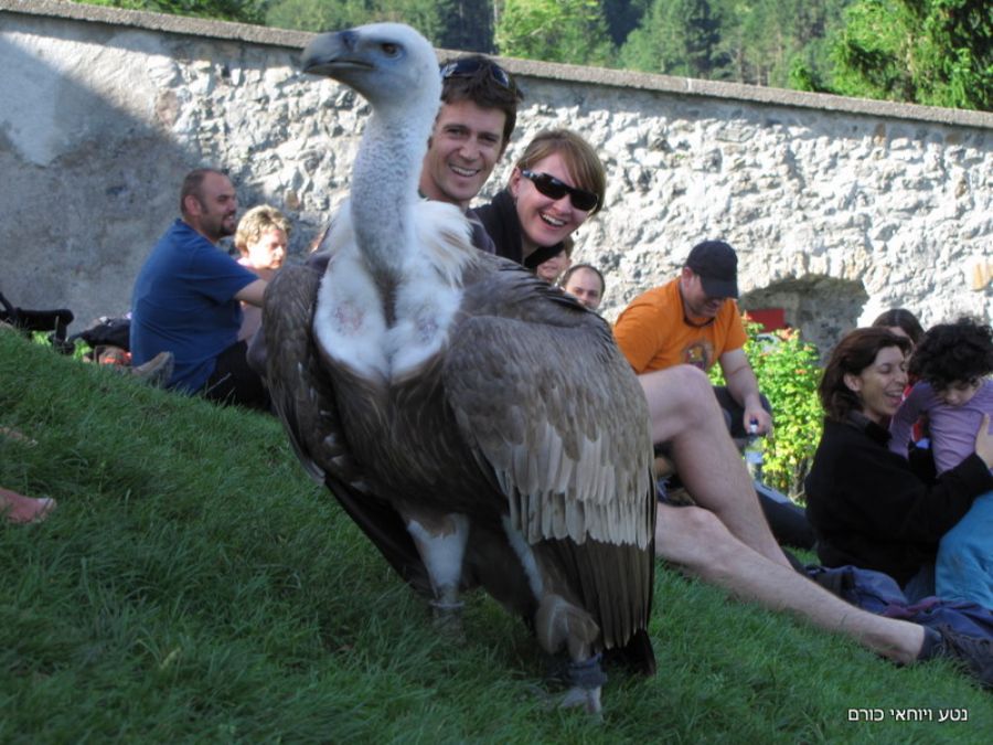 ראיתם נשר כל כך מקרוב?