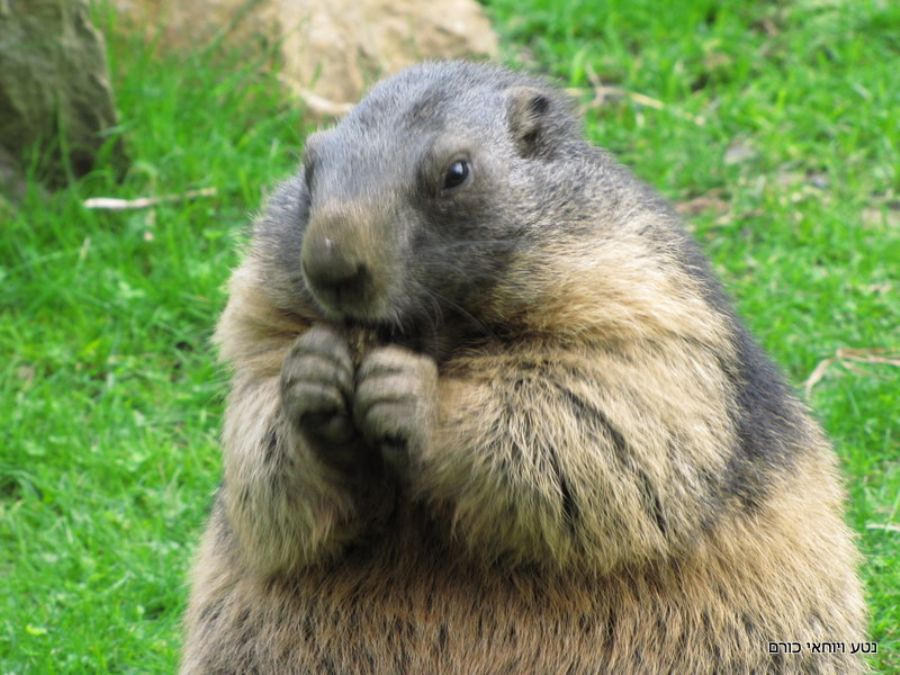 והמרמיטה בכבודה ובעצמה