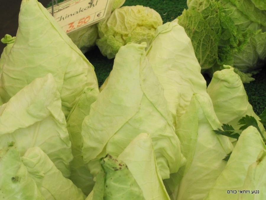 כרוב בשוק...