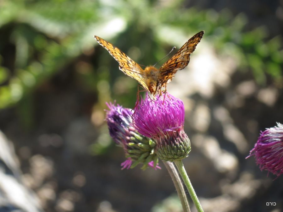 הגן האלפיני ב Monte Bianco