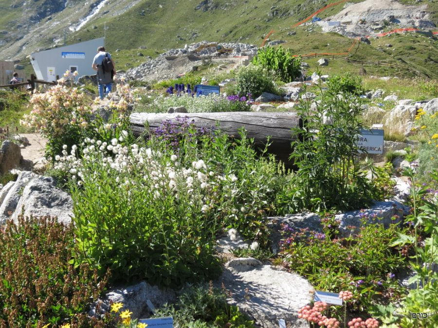 הגן האלפיני ב Monte Bianco