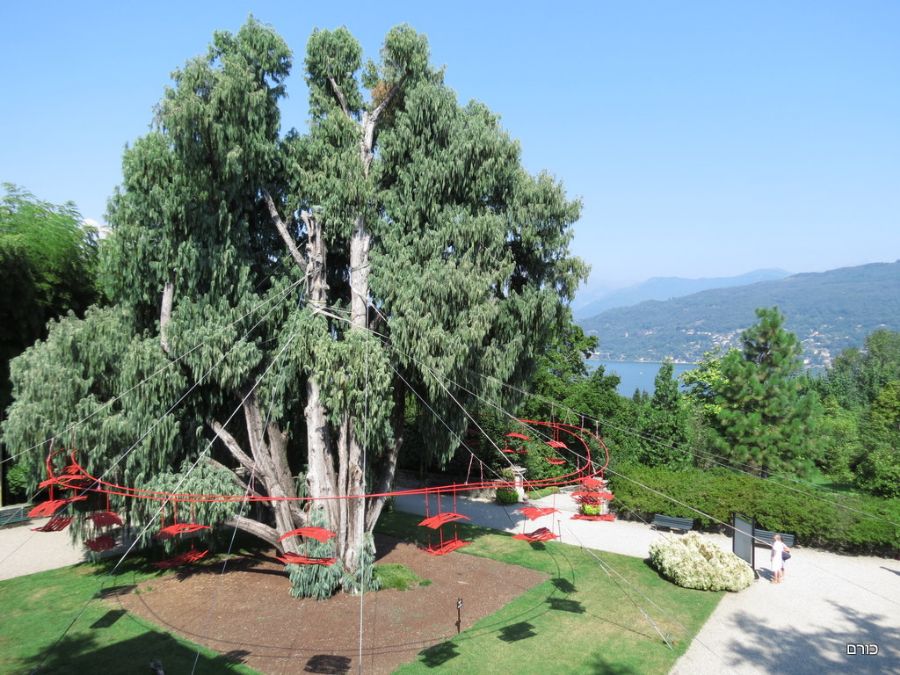 הברוש הקשמירי המוגן ב Isola Madre