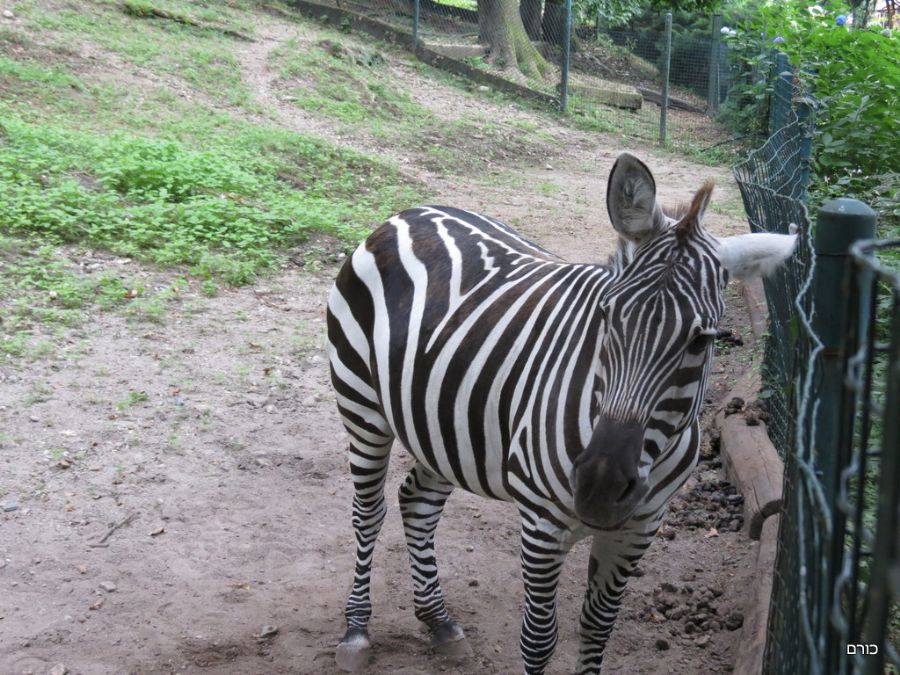 זברה ב Villa Taranto